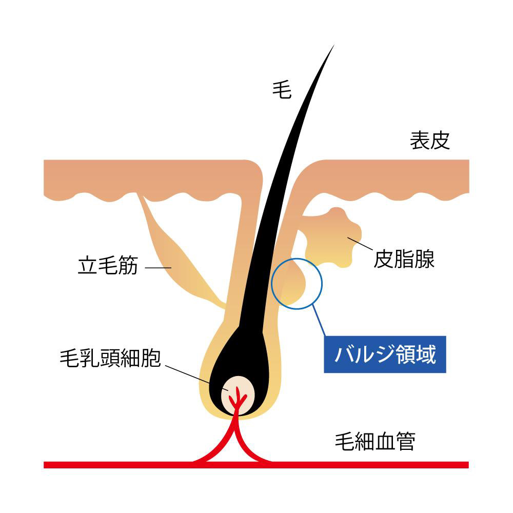超高速光脱毛機『ドクターX』導入！！｜【高松市】ありす鍼灸整骨院