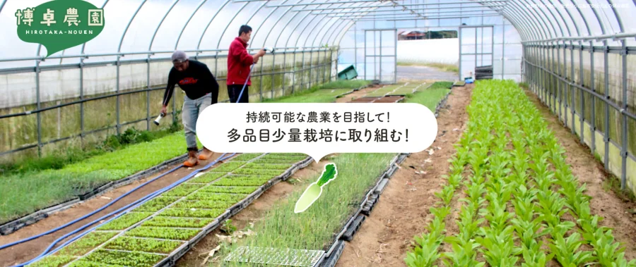 博卓農園のビニールハウスで苗を育てる様子