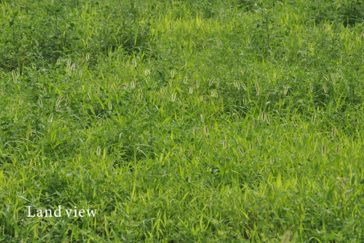 空き家管理サービスの雑草対策イメージ｜敷地内の雑草や庭木の繁茂状況を確認し、近隣トラブルや管理不全を防ぐための点検作業｜四国中央市を拠点に、新居浜市・観音寺市・三豊市・高松市周辺まで対応