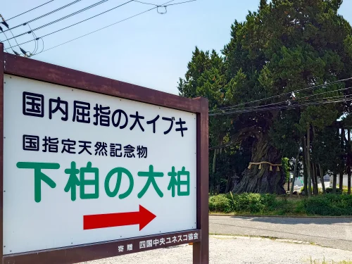 国指定天然記念物「下柏の大柏」の案内看板と現地の様子（四国中央市下柏町）
