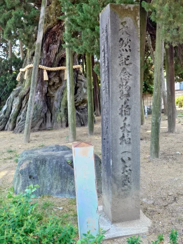 国指定天然記念物 下柏の大柏を示す石碑と大木の根元の様子（四国中央市下柏町）