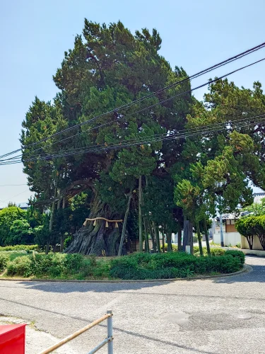 住宅地内に立つ下柏の大柏の全体像と周辺道路の様子（四国中央市下柏町）