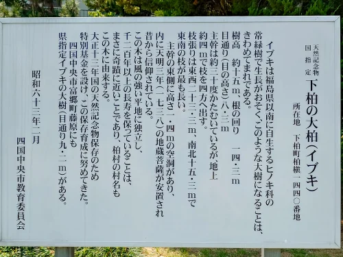 下柏の大柏の由緒や概要が記された現地解説板（四国中央市下柏町）