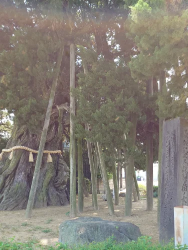 保存管理のための支柱に囲まれた下柏の大柏の幹周辺（四国中央市下柏町）