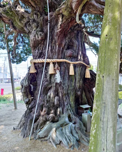 しめ縄が施された下柏の大柏の力強い幹と根元の様子（四国中央市下柏町）