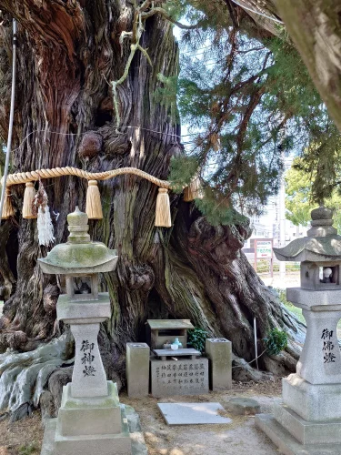 下柏の大柏の根元に設けられた祭祀スペースと石灯籠（四国中央市下柏町）