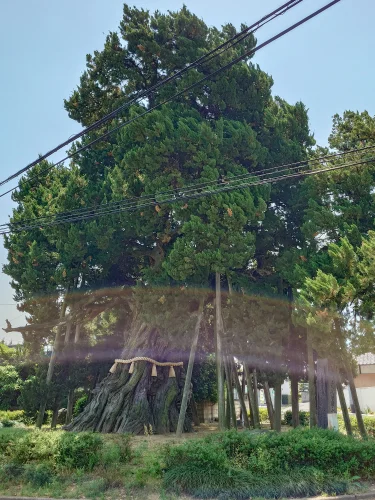 四国中央市下柏町にある地域の名所「下柏の大柏」と周辺の落ち着いた住環境