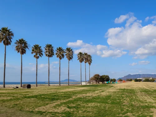 観音寺市一の宮公園 ヤシの木並木と瀬戸内海