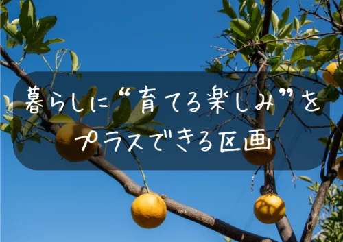 柞田町丙1919-2の区画提案イメージとして掲載した柑橘の実がなる庭木の写真