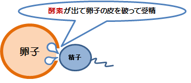 不妊治療 すこやか鍼灸整骨院 香川県高松市屋島西町2484 18