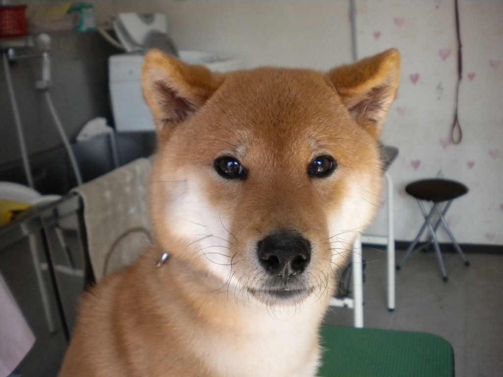 くぅちゃん わんハート 犬トリミング 犬シャンプー 犬カット 犬トリマー 高松市で犬のトリミングならお任せ下さい 香川県高松市鶴市町16 2