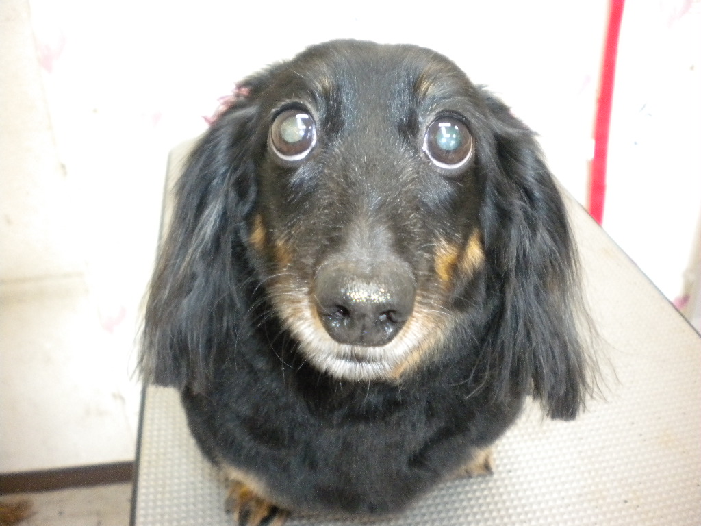 コロンちゃん わんハート 犬トリミング 犬シャンプー 犬カット 犬トリマー 高松市で犬のトリミングならお任せ下さい 香川県高松市鶴市町16 2