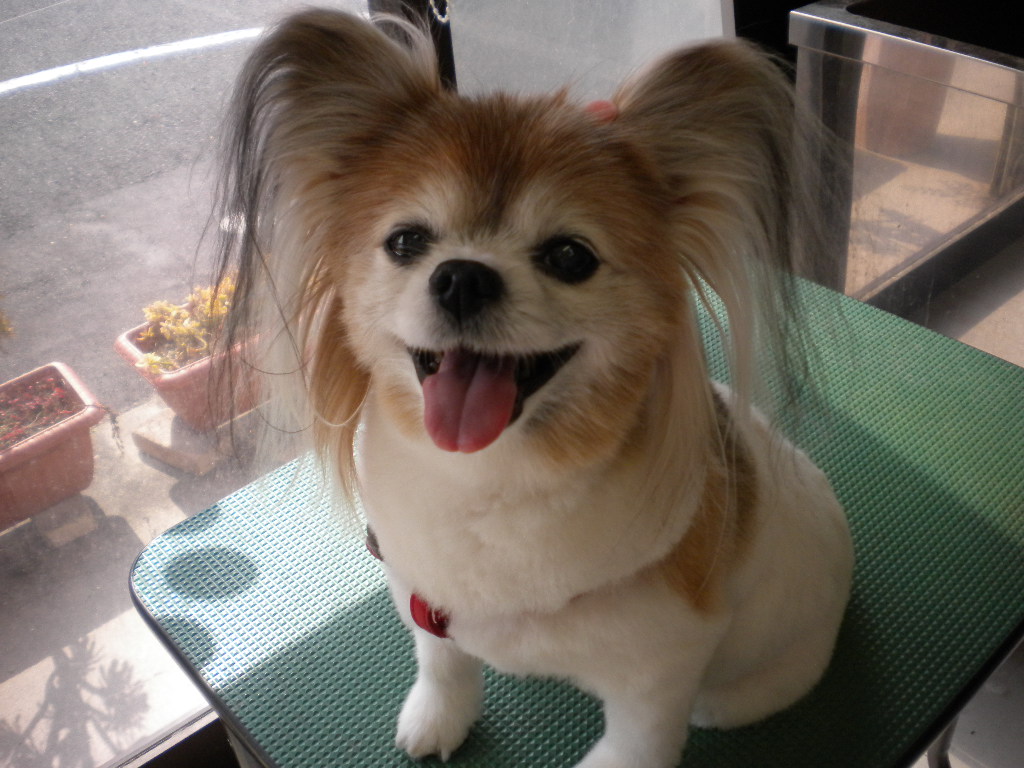 マリちゃん わんハート 犬トリミング 犬シャンプー 犬カット 犬トリマー 高松市で犬のトリミングならお任せ下さい 香川県高松市鶴市町2016 2