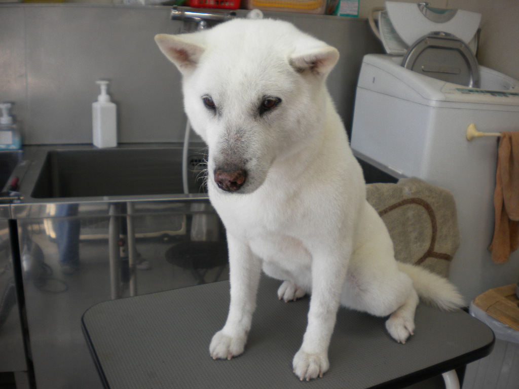 ユキちゃん わんハート 犬トリミング 犬シャンプー 犬カット 犬トリマー 高松市で犬のトリミングならお任せ下さい 香川県高松市鶴市町16 2