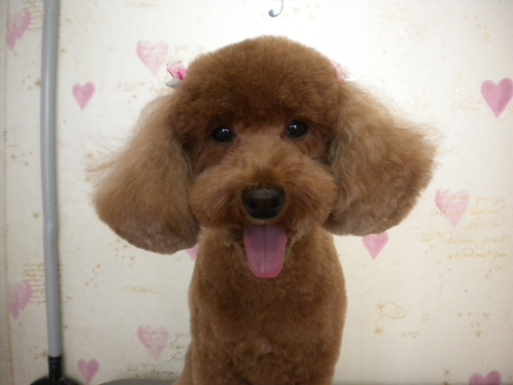 ハッピーちゃん わんハート 犬トリミング 犬シャンプー 犬カット 犬トリマー 高松市で犬のトリミングならお任せ下さい 香川県高松市鶴市町16 2