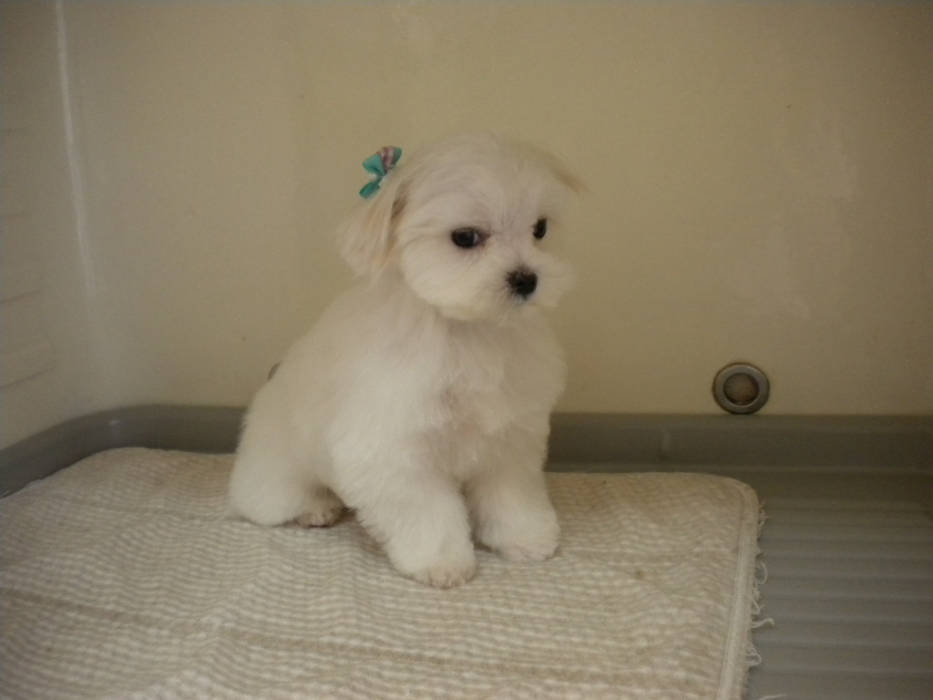 小太郎くん わんハート 犬トリミング 犬シャンプー 犬カット 犬トリマー 高松市で犬のトリミングならお任せ下さい 香川県高松市鶴市町16 2